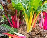 30 Rainbow Swiss Chard Seeds Bright Lights Non-Gmo Variety Sizes - $8.99