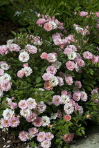 4&quot; Pot - OSO Easy Petit Pink Rose - Double Bubble Gum Pink - Proven Winners - £45.03 GBP