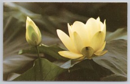 American Lotus Water Lily Reelfoot Lake Tennessee Pete Bond Vintage Postcard - £5.33 GBP