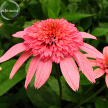 &#39;Sweet Honey&#39; Echinacea Coneflower, 100 Seeds, a layer of rose pink outer petals - £4.38 GBP
