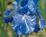 Bearded Iris Flower Blue White Garden Plants 25 Fresh Authentic Seeds - £4.12 GBP