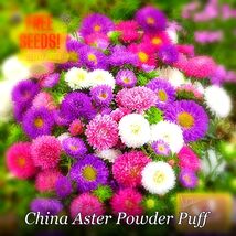 Fresh Powder Puff China Vibrant Colors Aster Seed Mix Heirloom Non-Gmo F... - $103.30 MXN