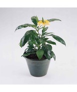 New Fresh Seeds Crossandra Seeds Yellow Firecracker Flower Seed 15 Seeds - $248.22 MXN