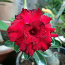 &#39;Dragon Siam&#39; Dark Red Desert Rose Adenium Obesum 2 PCS Seeds - $8.76