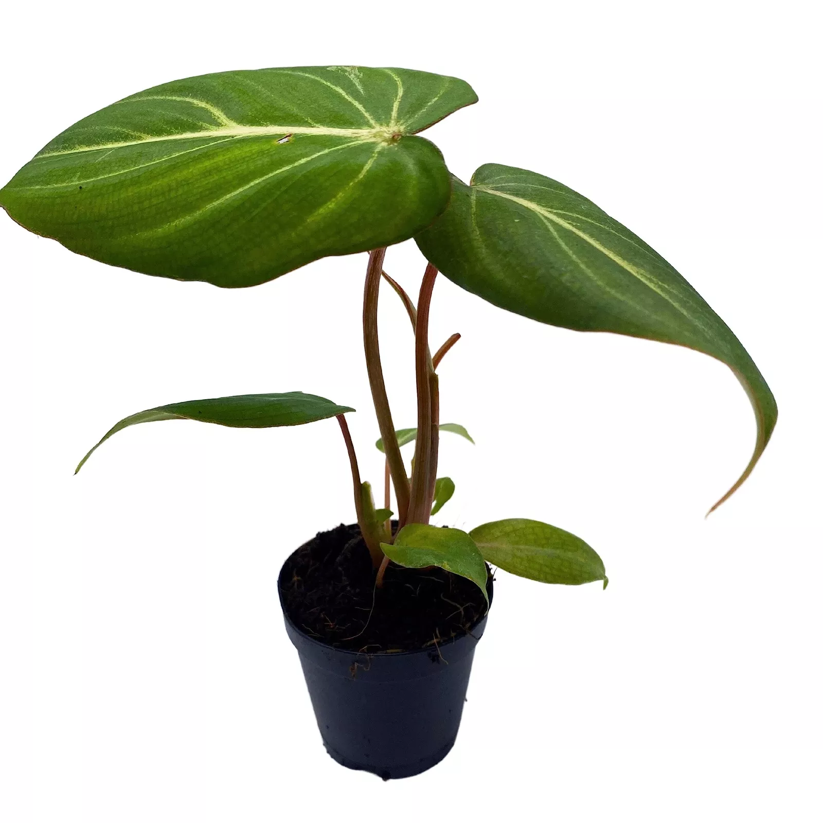 Philodendron Gloriosum Anthurium Gloriosum Velvet Philodendron Creeper Plant - £29.65 GBP