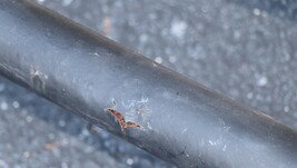 98-04 LAND ROVER DISCOVERY 2 PROTECTION BAR WRAP-AROUND brush guard image 4