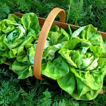 Tom Thumb Lettuce mini butterhead 100 seeds patio garden container size Monticel - $11.68