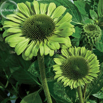 100 Green Jewel Echinacea Coneflower 2 Layer Green Outer Petals A Cluster Green  - £5.78 GBP