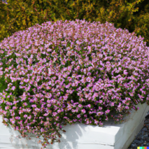 5000 Creeping Thyme Seeds Perennial Purple Groundcover - $8.79