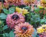 LWK 200 Caramel Mix Rudbeckia Seeds Easy Grow - $12.93