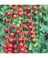 100+ Cerise Tomato Seeds Heirloom Non-GMO |Free Shipping #25 - €1,90 EUR