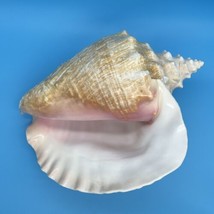 Large Pink Queen Conch Shell 10x7x5” Natural Beach Seashell Nautical Oce... - $22.90