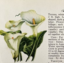 Calla Lily Garden Flowers 1940 Art Rudolf Freund Color Plate Print PCBG16 - £19.90 GBP