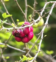HOT SEEDS EXOTIC Manilla tamarind Pithecellobium dulce Madras thorn fruit seed 1 - £10.39 GBP