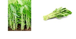 White Stem Water Spinach 200+ Seeds Ong Choy,Kong Xin Cai,Heavy Producer - £22.29 GBP