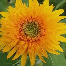 Golden Cheer Sunflower Seeds 15 Seeds Fast Shipping - £12.01 GBP