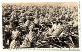 RPPC Postcard Honolulu  Hawaii Pineapple Fields c1940s - £11.51 GBP