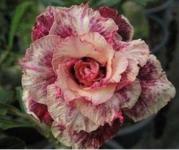 PWO Fresh Adenium Obesum Seeds, Blood Red And Orange Double Flowers - $4.48