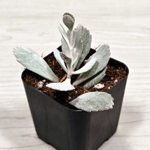 Succulent Live Plant - Kalanchoe Pumila : Flower Dust Plant - In 2&quot; Pot - $129.25 MXN
