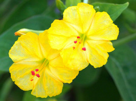 YELLOW Mirabilis Jalapa &quot;four o&#39;clock&quot; fragrant flowering succulent seed 5 seeds - £7.18 GBP