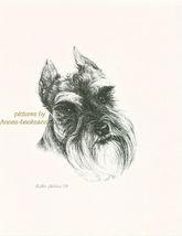 #194 SCHNAUZER CROPPED EARS *  dog art print * Pen and ink drawing * Jan... - $12.50