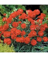 200 Can Can Scarlet Carnation Seeds - $157.68 MXN