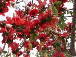 KKG Bombax Ceiba Tree Edible Fruit Kopak Red Silk Cotton 20 Seeds Fresh ... - $166.87 MXN