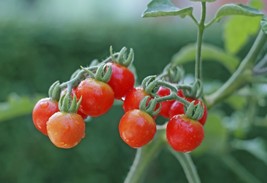 Tiny Tim Cherry Tomato Seeds, 15 Seeds, Buy 2 Get 1 Free, NON-GMO, Free Shipping - £1.34 GBP