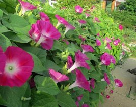 Ipomoea Nil Scarlet O&#39;Hara Japanese Morning Glory 10 Seeds Garden Beautiful USA  - $11.58