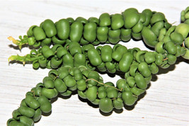 Dischidia Nummularia “Dragon Jade” Small Companion Plant Potted - £21.23 GBP
