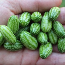 Mexican Sour Gherkin Mini Melon Seeds Pack Of 15 Melothria Scabra Open Pollinate - $7.75