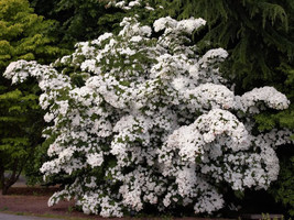 5 Flowering White Kousa Dogwood Cornus Kousa Tree Seeds Garden Us Seller - £8.18 GBP