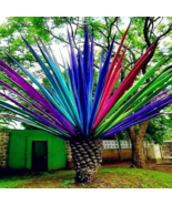 Hot New 10  pcs Rainbow Japanese Bottle Palm Bonsai Tree Exotic Plants T... - $6.49