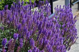 English Lavender 100 Seeds Agustuifolia Munstead Hardy Herb Beautiful Garden USA - $8.88