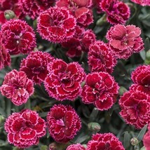 100 Black Cherry Carnation Seeds Dianthus Flowers Seed Flower Perennial ... - $171.50 MXN