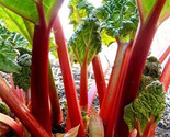 Rhubarb Seeds 20 Victoria Perennial Vegetable Garden Fast Shipping - $8.99