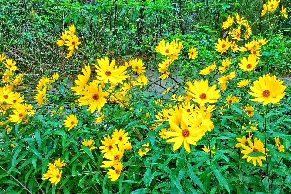 Swamp Sunflower Wildflower 100 Seeds - $9.80