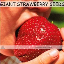 1 Professional , 100 Seeds / , Super Giant Strawberry Fruit Seed Apple S... - £5.40 GBP