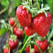 Hirts Evie Everbearing Strawberry Plants, 10 Plants Bareroot … - $19.95