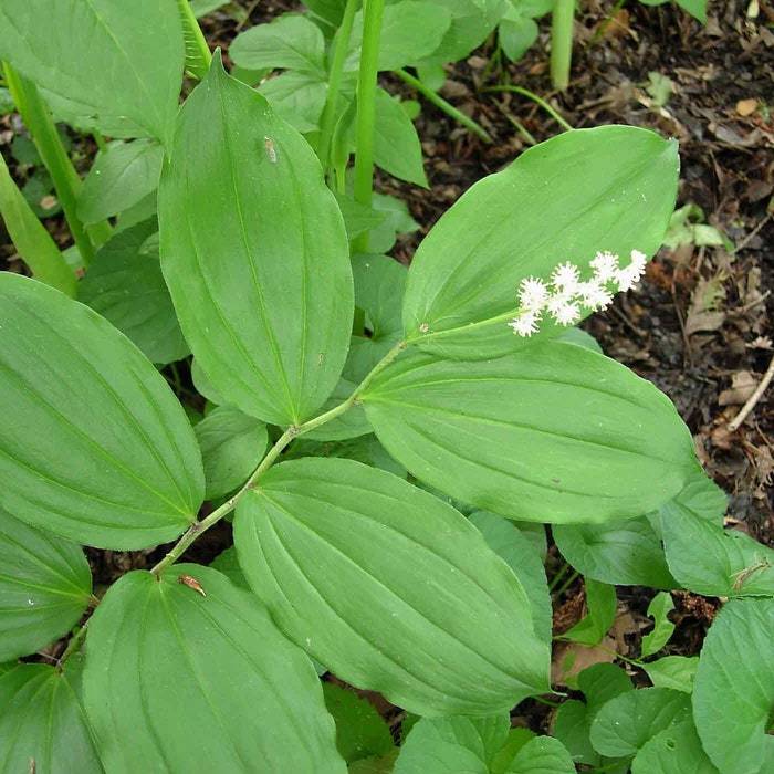 3 False Solomonseal Plants Maianthemum Racemosum Bare Root Organic Trans... - $11.90
