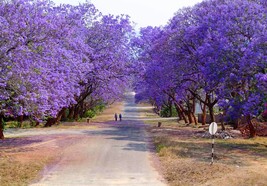 Jacaranda Brazilian Plant | Blue Purple Flowering | Live Plant - £31.16 GBP