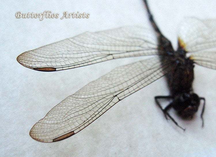 Clear Wings Darner Burmagomphus Real Dragonfly Entomology Collectible Sh... - $49.99