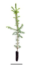 Norway Spruce(Picea abies) seedling 10 to 15 inches - £12.46 GBP