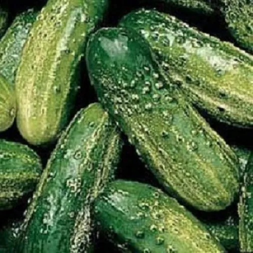 250 Wisconsin Smr 58 Pickling Cucumber Seeds Fresh - £8.25 GBP