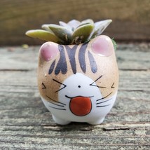 Cat Planter + Ghost Succulent, Kitten Ceramic Pot, Graptopetalum Paraguayense - £13.79 GBP