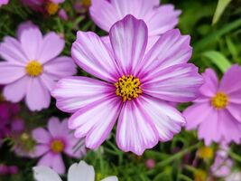 50 Seeds, Crazy Mix Cosmos (Cosmos bipinnatus) Non-GMO Seeds - $3.75