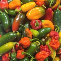 Hot Pepper Mix Organic Seeds Gardening USA Shipping - $10.00