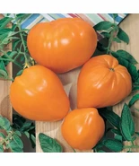 BStore Orange Oxheart Tomato 50 Ct Vegetable Heirloom Seeds Starter Kits - $13.70 CAD