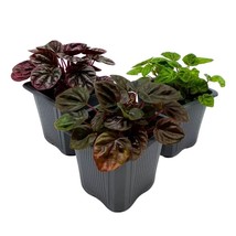Peperomia Assortment Set of 3 in 3 inch pots Growers Choice Colorful Ripple Peps - £18.10 GBP