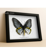 Silver Birdwing Troides Hypolitus Sangirensis XL Real Butterfly Framed S... - $202.39 CAD